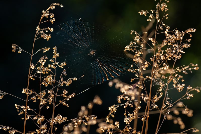 Dreamweaver Bush