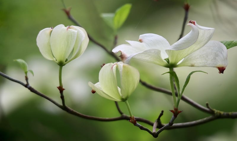 Blossom Runes