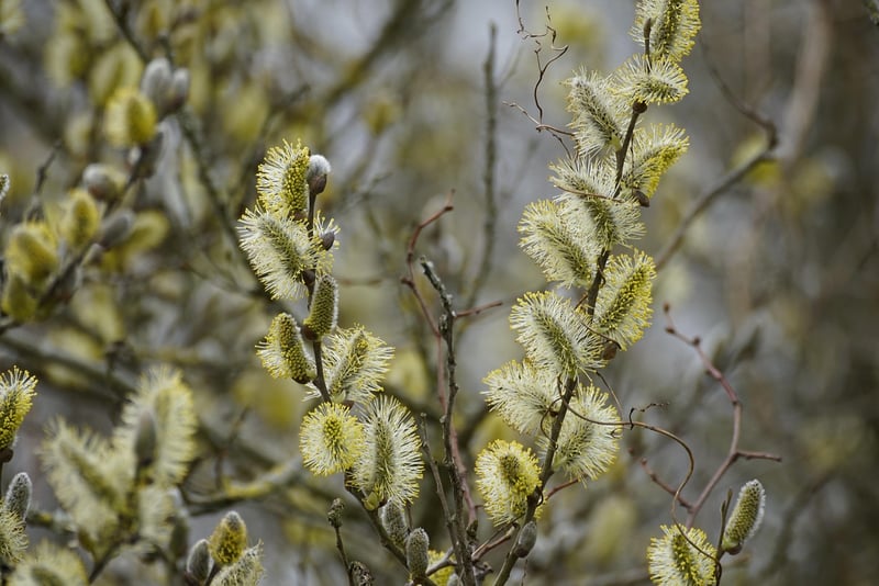 Dreamweaver Bush