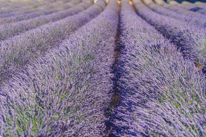 Lavender flowers