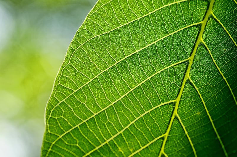 Leaf Reading