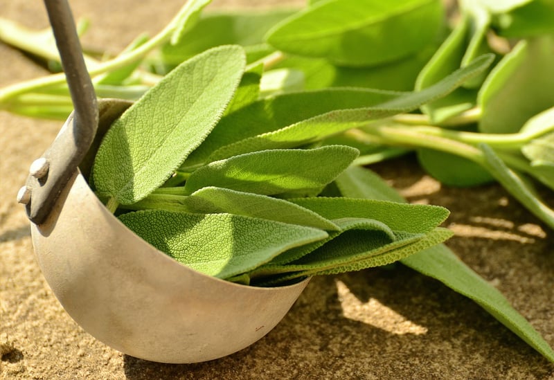 Sage herb